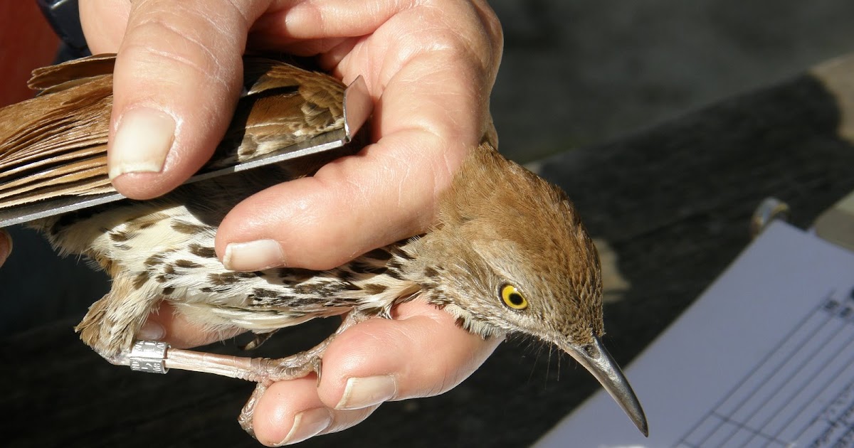 How old's that thrasher?