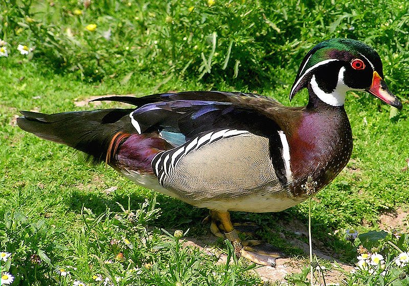 [800px-Wood.duck.arp.jpg]