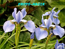 VISIT 'PHOTO-MAGIK'