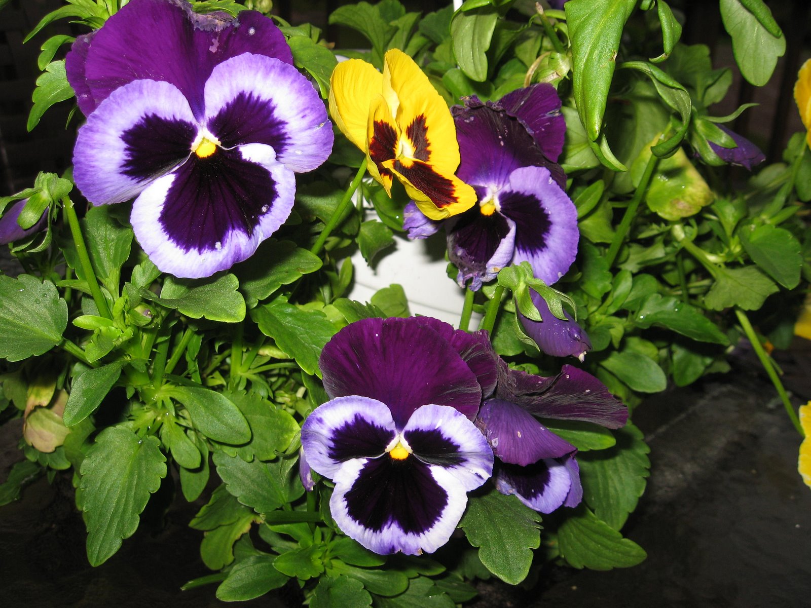 [pansies+003.jpg]