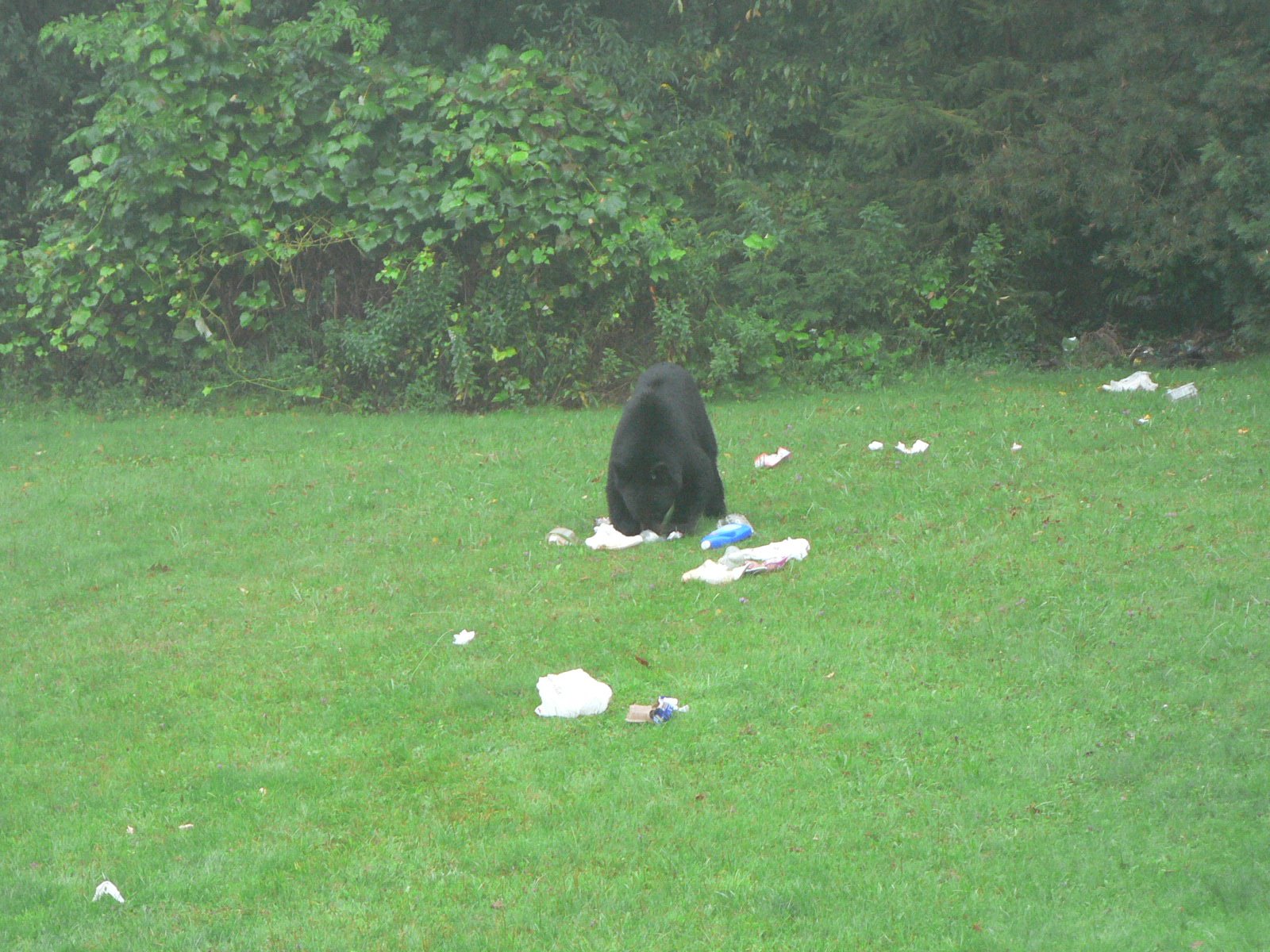 [Bear2+Sept+6+08.jpg]