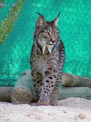 [lince012.jpg]