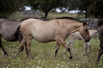 Sorraia horses