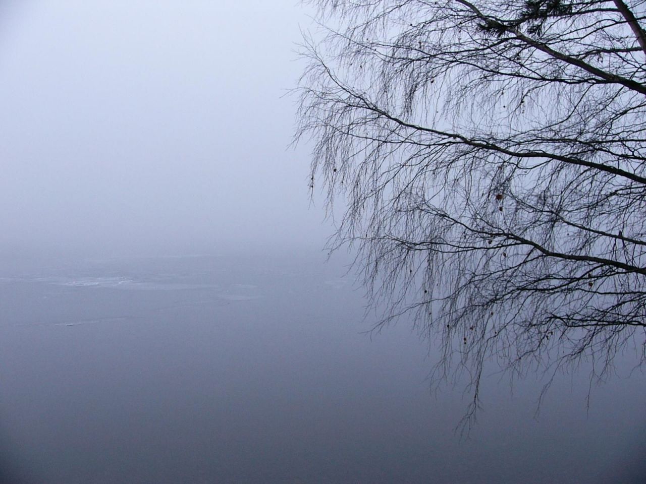 curvo neblina ella curvo neblina ella