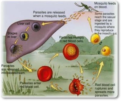 Note the juicy explosions, both within the liver cells and red blood cells. Note the juicy explosions, both within the liver cells and red blood cells.