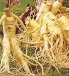 สารสกัด จากโสม 250 มก./เม็ด Hi-Gentle