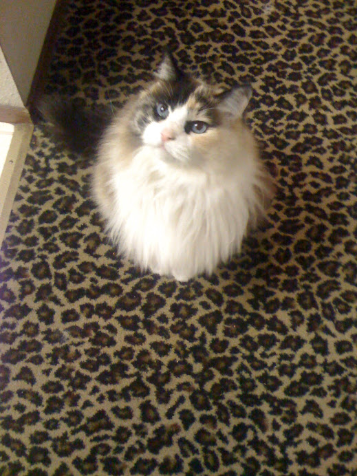 The Second Prettiest Girl