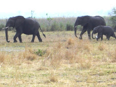 Last group of Elephants