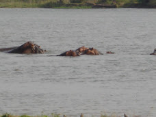 Happy, Happy Hippos!