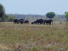 Elephants!