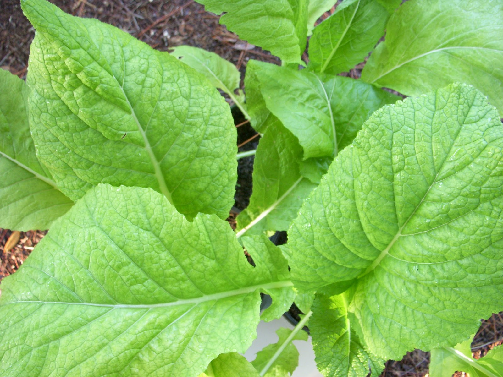 Florida Broadleaf Mustard
