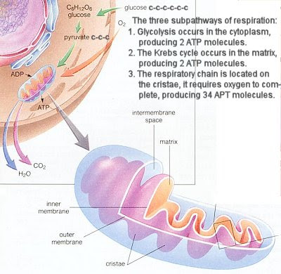 Mitochondria Energy