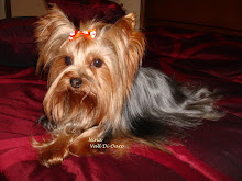 Nina (Yorkshire Terrier)