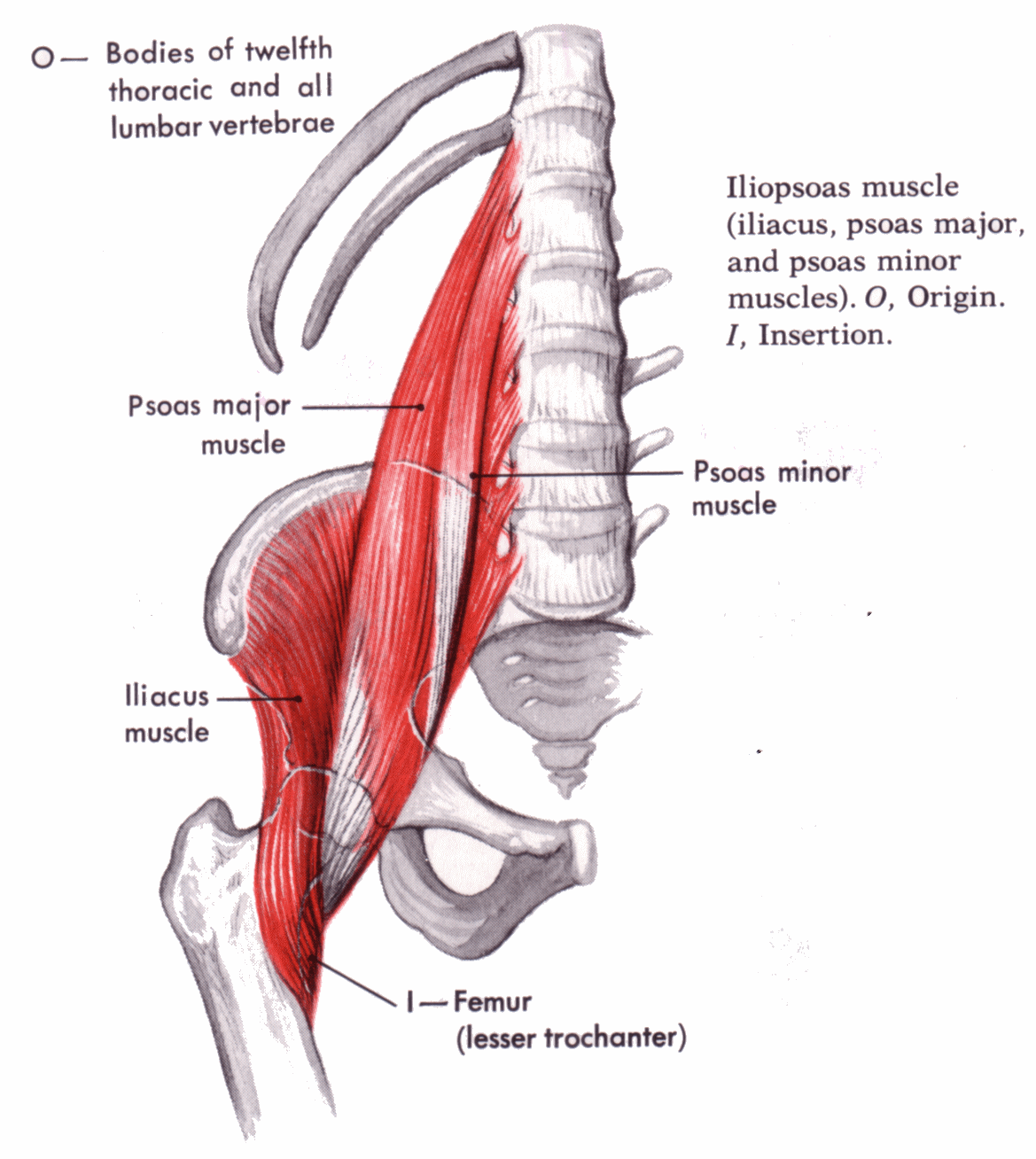 hip flexors