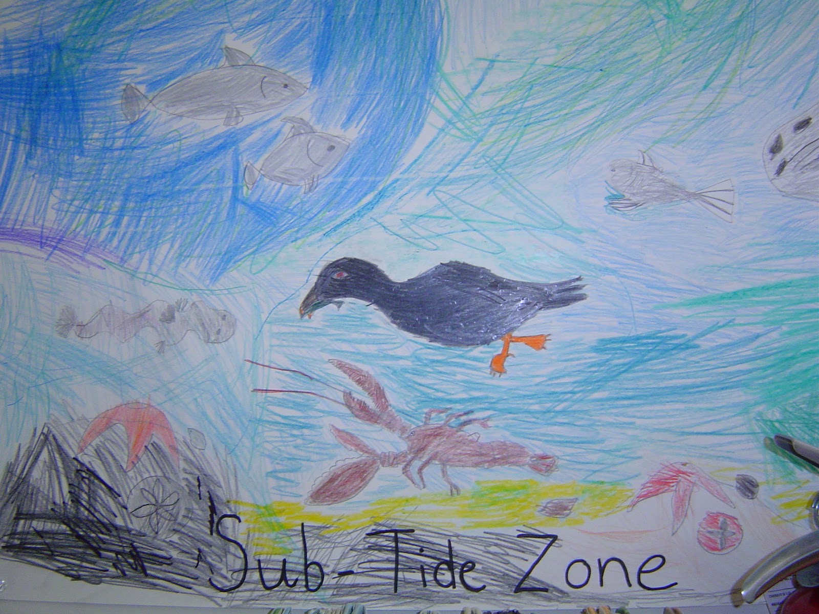 The Adventures of the Ashley Bryan School! The Intertidal Zone