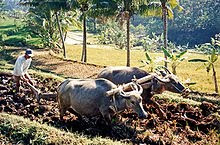 Using water buffalo to plough rice fields in Java. Agriculture has been the country's largest employer for centuries.