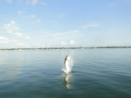 JP Clark's Tarpon 7-30