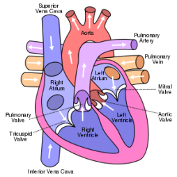 I was diagnosed with CARDIO MYOPATHY