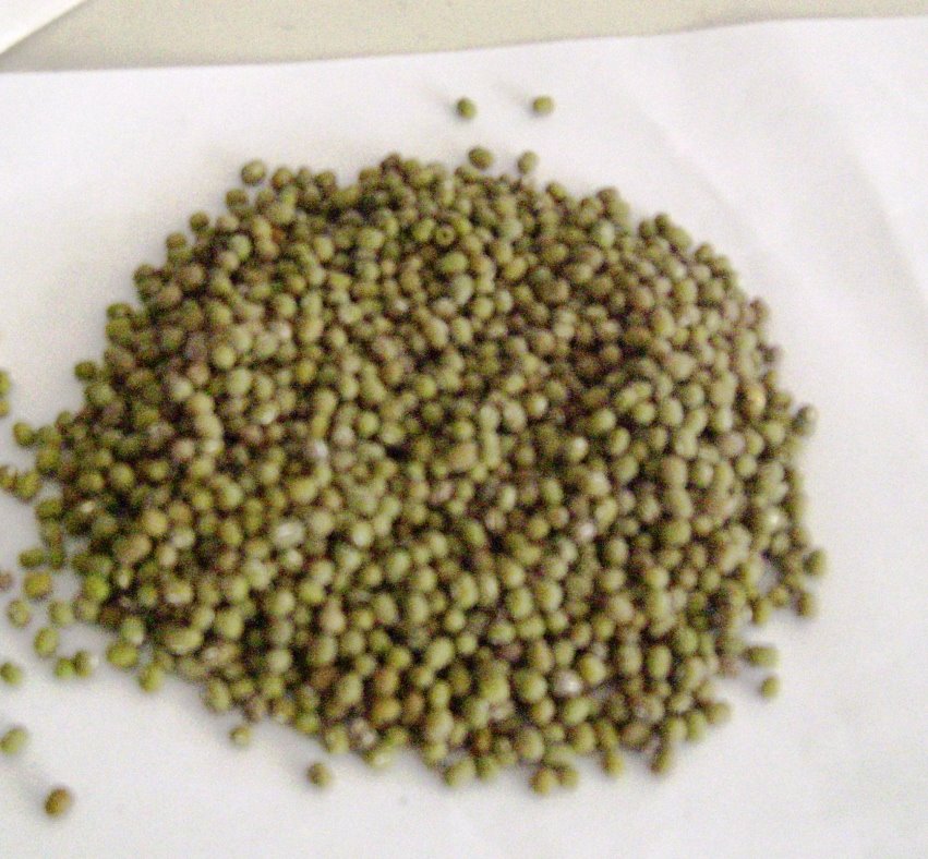 [Foremungu+Fohuk+ba+Estudantes+iha+Lospalos-714838.JPG]