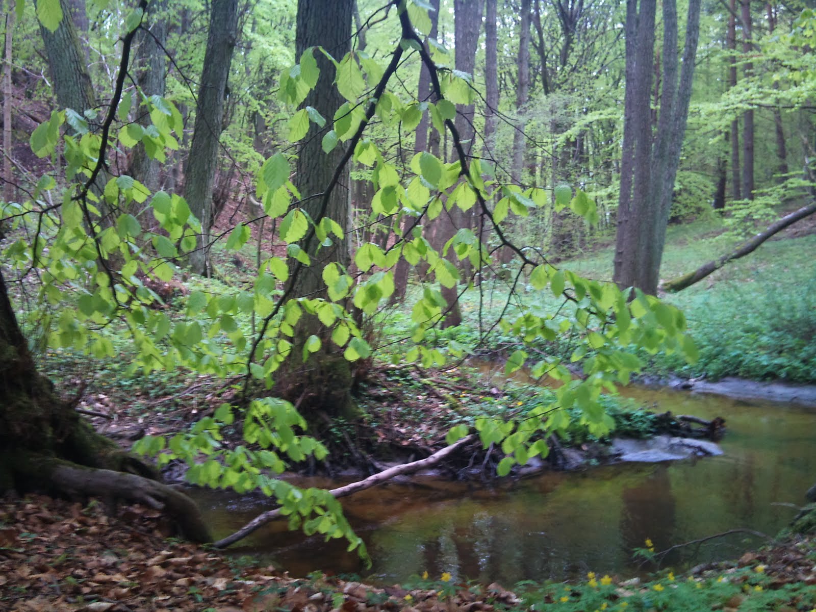 natur och hälsa natur och hälsa