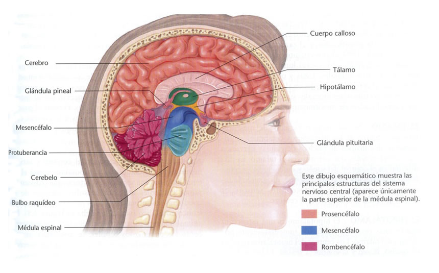 INTEGRACION ESTRUCTURA CUERPO HUMANO integracion estructura cuerpo humano: