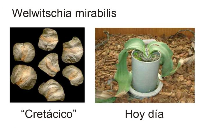 WELWITSCHIA