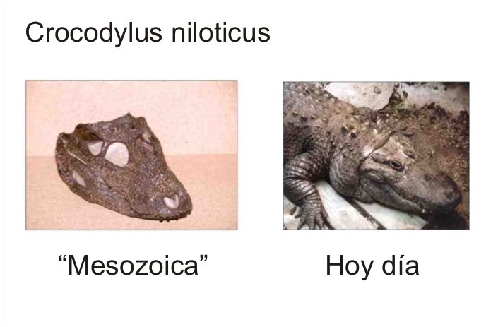 COCODRILO DEL NILO