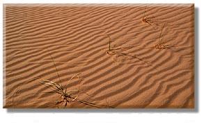 [sand+dune.jpg]