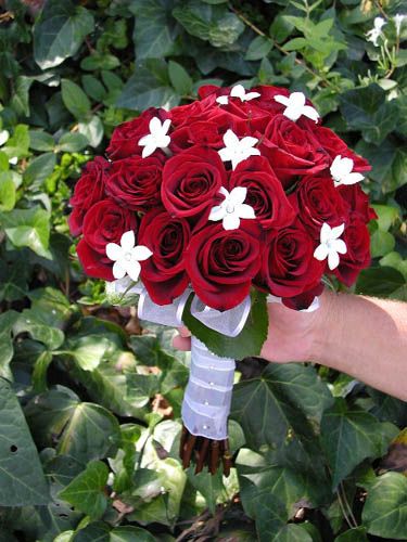 images of flowers and roses. flowers pictures roses. images of flowers and roses.