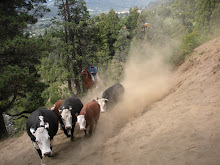 Herding Gaucho
