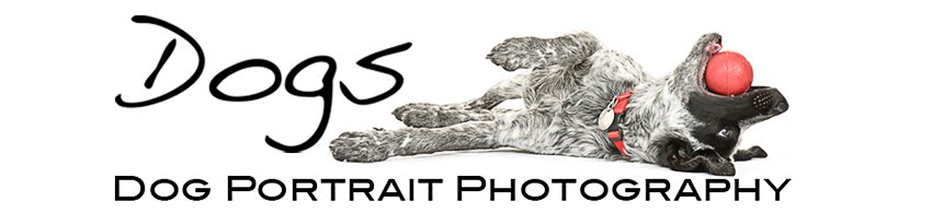 Dog Portrait Photography
