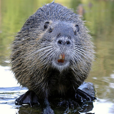 Beavers Blackhoes looking camera Picture