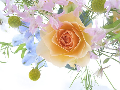 flower rose wallpaper desktop. flower wallpapers for desktop. flower rose wallpaper desktop.