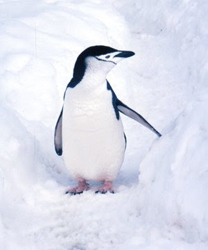 Chinstrap Penguin Picture