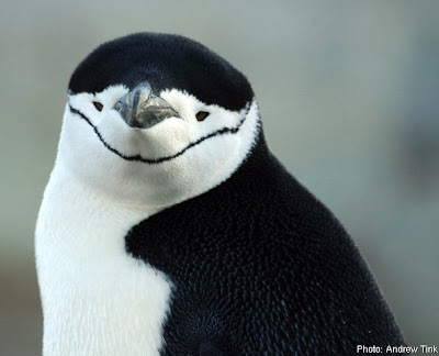 Chinstrap Penguins Picture