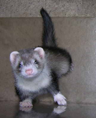 Silvermitt Ferret, Baby Ferret Pics