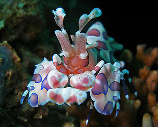 Picture Harlequin Shrimp - Harlequin Shrimp