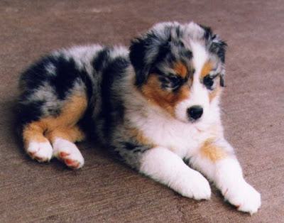 australian shepherd puppies. xxx tattoos_26. australian shepherd puppies.