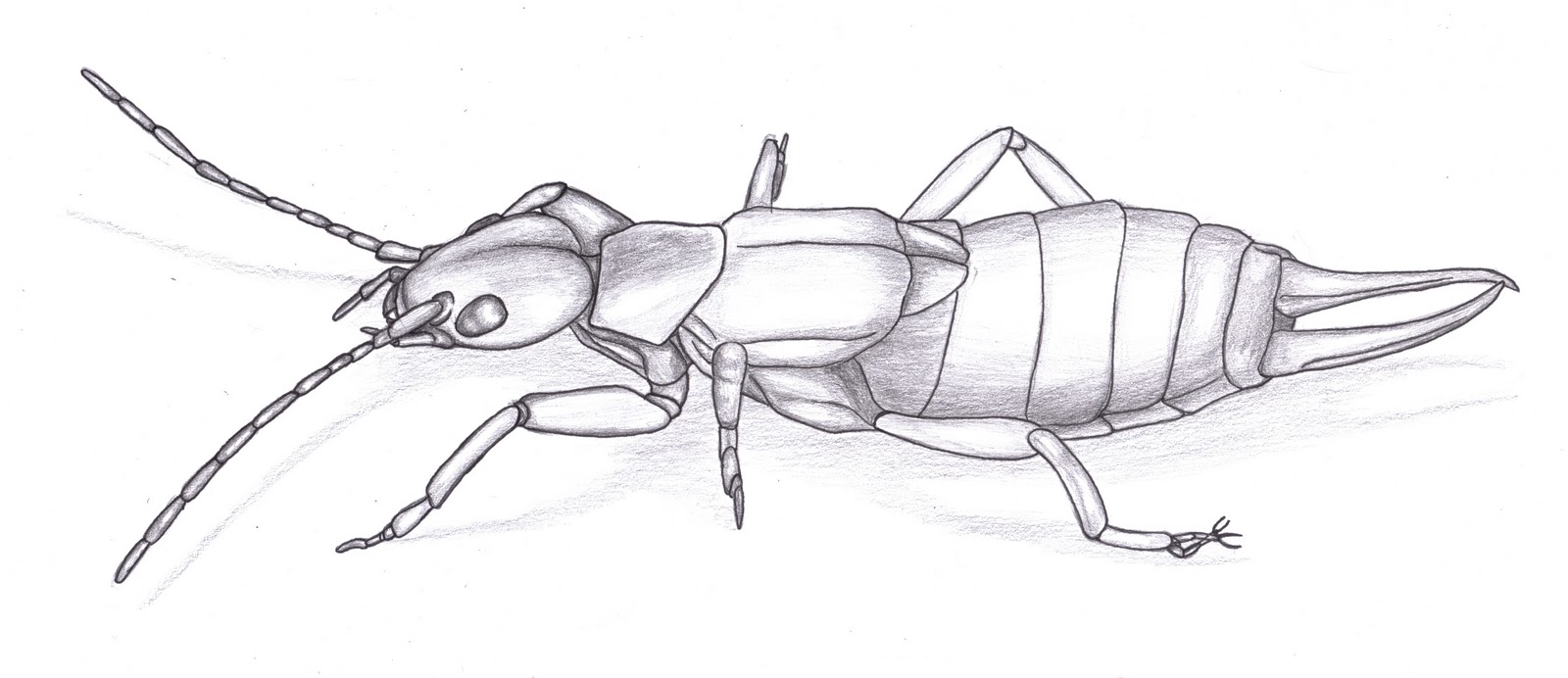 Line Drawing Insects : Simple insect drawing