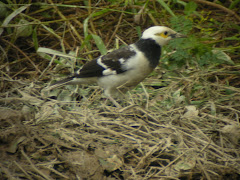 Black Collared Starlings