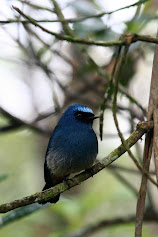 Indigo flycatcher