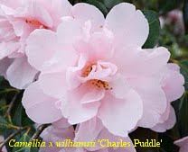 [Camellia+x+williamsii+]