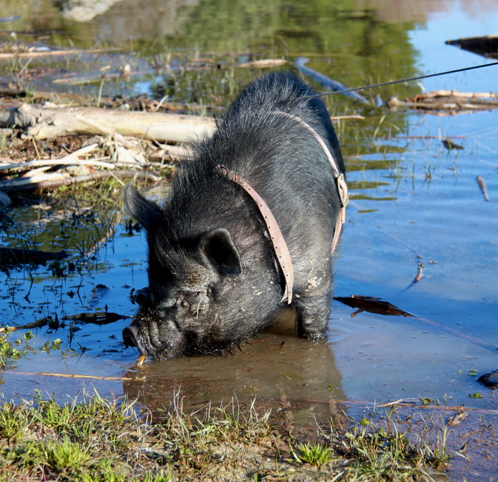 [web+pig.jpg]