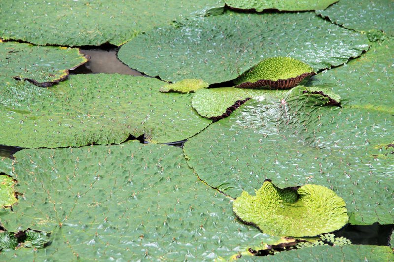 [lily+pads+Kew.jpg]