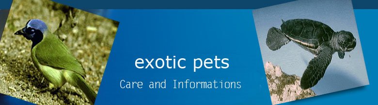 exotic pets care | exotic pets health  | exotic animal care