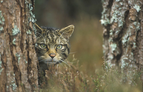 [Scottish-wildcat-behind%20tree2-HRM.jpg]