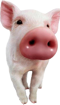 [cerdo.gif]