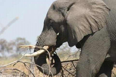 [elefante.bmp]