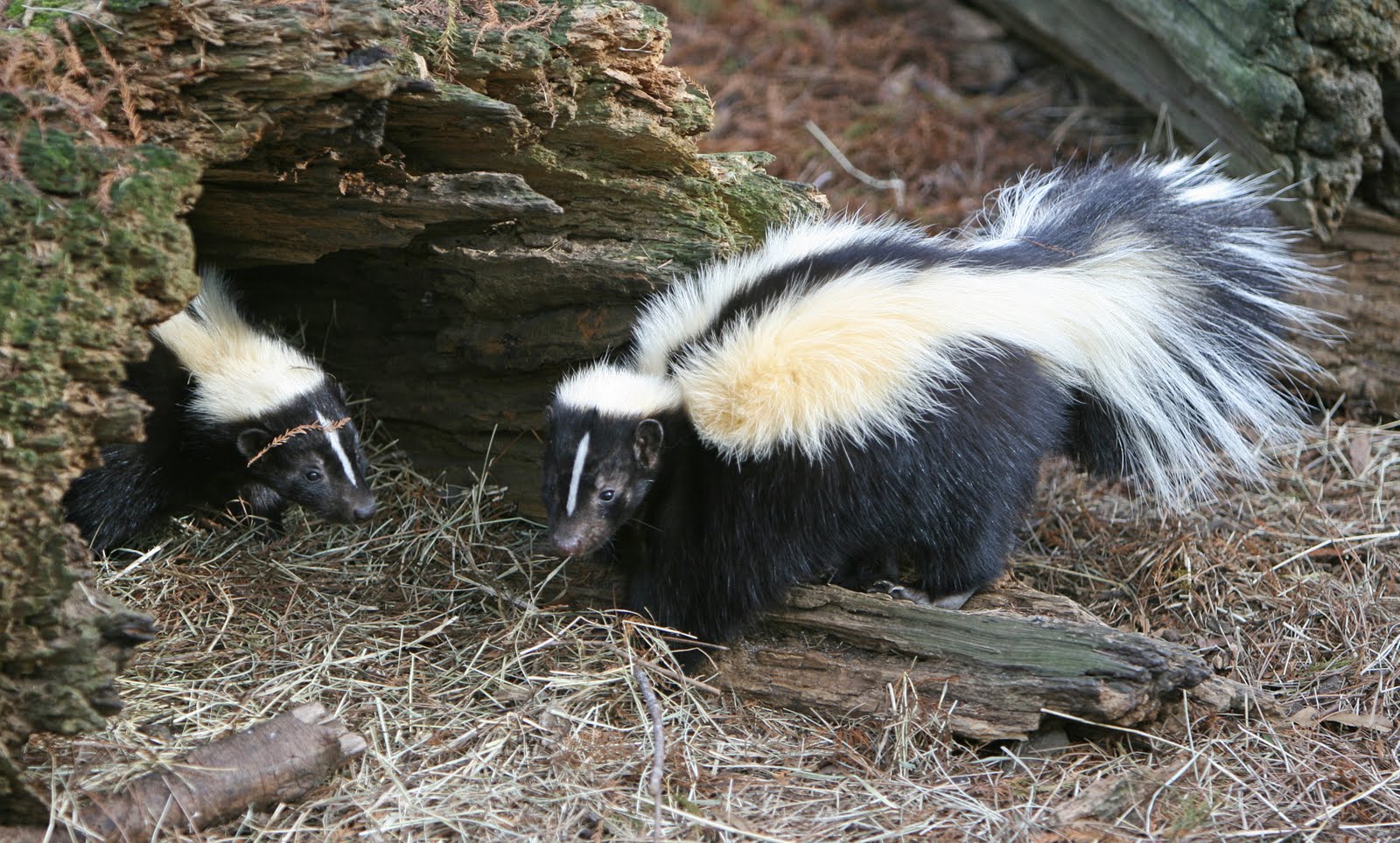 Top 10 animais com os piores odores da natureza! gamba2 Top 10 animais com os piores odores da natureza!