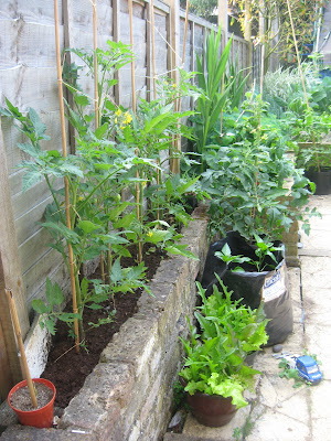 moneymaker tomatoes peppers and salad leaves